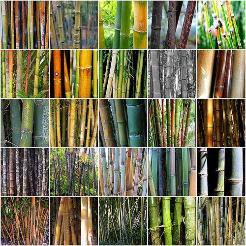 Various varieties of bamboo