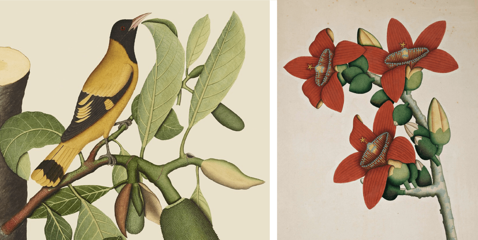 flora and fauna of India made Indian artists felicitously called as the "Forgotten Masters"